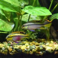 pelvikakhromis pulkher